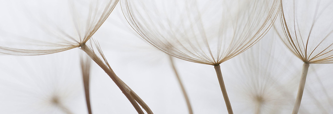 dandelion-2-he Close up of danelions